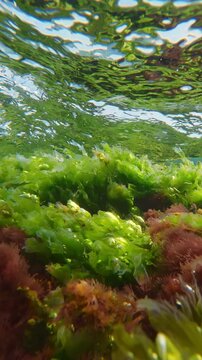 Split-level: Vivid green sea lettuce Ulva and red seaweed Ceramium swaying in shallow coastal tide with oxygen air bubbles under clear sky. Natural, colorful underwater scene with seaweed at surf time
