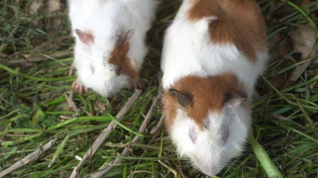 Two guinea pigs nibbling fresh grass together, cute pets grazing outdoors on natural green ground.
