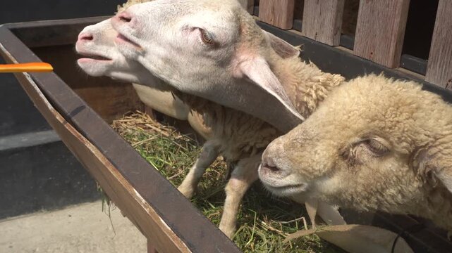 Woolly sheep munching fresh carrot inside wooden feeding trough.