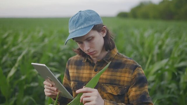 Corn. A young man stands in a corn field, observing the corn plants closely with a tablet. The farmer uses the tablet to assess the growth of the corn crop.