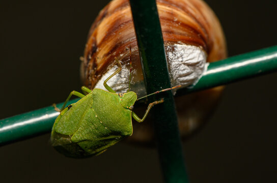 Stock photo of green shield bug resting on garden wire