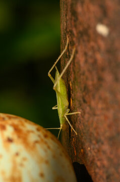 Small green cricket nymph on rusty metal surface macro