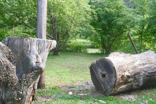 Fallen Tree Trunks in a Green Woodland Clearing