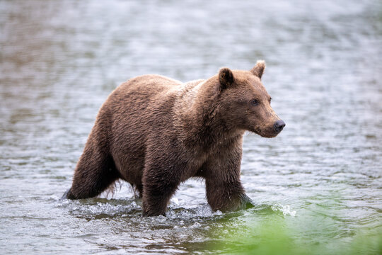 Alaskan brown bear standing in Brooks River
