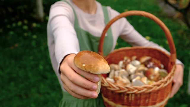 Picking mushrooms in the forest. Selective focus.