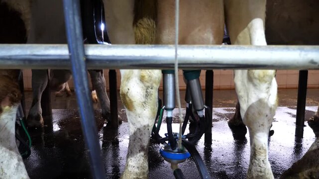 Close up to process of milking cows by automatic industrial system on modern farm. Robotic technology for dairy production factory. Concept of agriculture business and livestock husbandry. Slow motion
