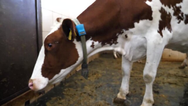 Curious beautiful cow looking into camera at milk factory. Portrait of cute friendly kine showing curiosity at dairy farm. Concept of agriculture industry and livestock husbandry. Close up