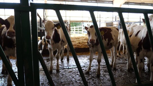 Row of curious little cows look into camera on dairy farm. Beautiful small calves waiting for a feeding at milk factory. Concept of agriculture industry and livestock husbandry. Close up