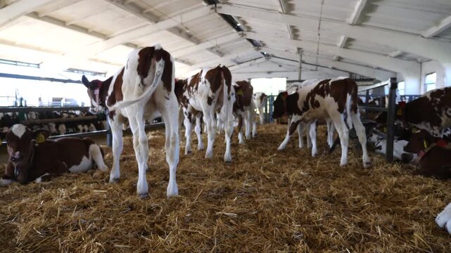 Herd of cute little cows standing and lying in paddock at modern dairy farm. Beautiful small calves resting on straw at milk factory. Concept of agriculture industry and livestock husbandry. Slow mo