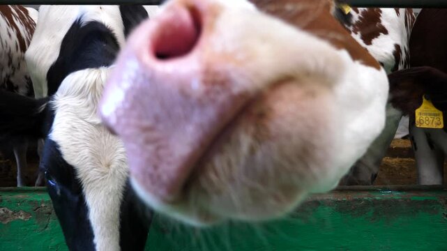 Curious milk cow looking into camera and sniffing it with a big wet nose at cowhouse. Cute friendly kine showing curiosity at dairy farm. Agriculture industry and livestock husbandry concept. Close up