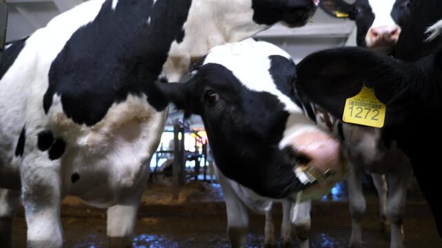 Portrait of curious cows in stall at modern dairy farm. Mammal animals looks into camera at milk factory. Cute kines waiting for a fodder at cowshed. Concept of agribusiness in livestock husbandry