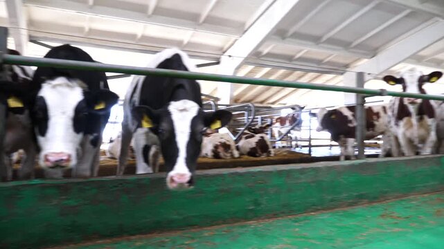 Curious cows standing in stall at modern dairy farm. Mammal animals looking into camera at milk factory. Cute kines waiting for a fodder at cowshed. Concept of agribusiness in livestock husbandry
