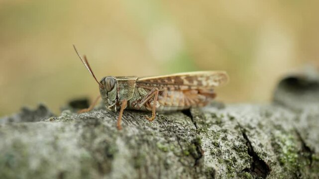 Italian locust common pincer grasshopper Calliptamus italicus acrididae steppe meadow orthoptera insect bug arthropod camouflage warm dry sunny lying resting breathing stone rock environments