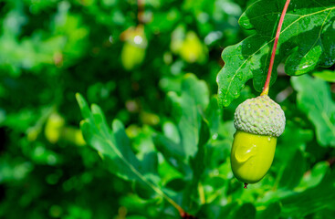 Close up of green acorn with water drop on oak branch with selective focus and blank copy space for design banner template.High-quality photo © Agnia