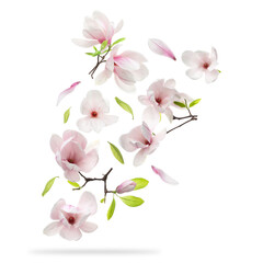 Beautiful magnolia flowers and leaves falling against white background © New Africa