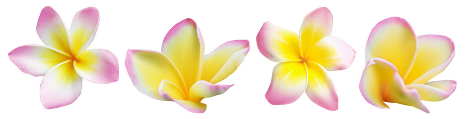 Pink plumeria flowers isolated on white, set. Tropical plant © New Africa