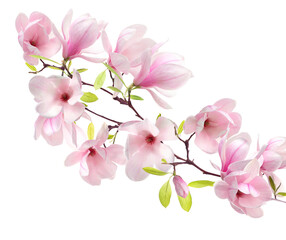 Blossoming magnolia branch with pink flowers isolated on white © New Africa
