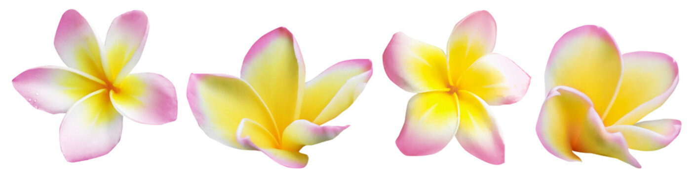 Pink plumeria flowers isolated on white, set. Tropical plant