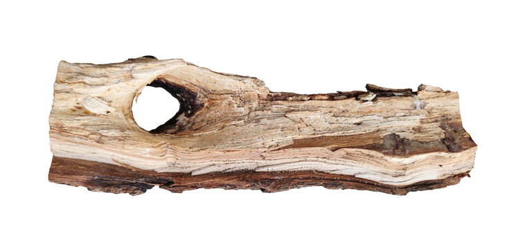 Piece of wooden log on a white background, a large knot of a tree, a log of firewood