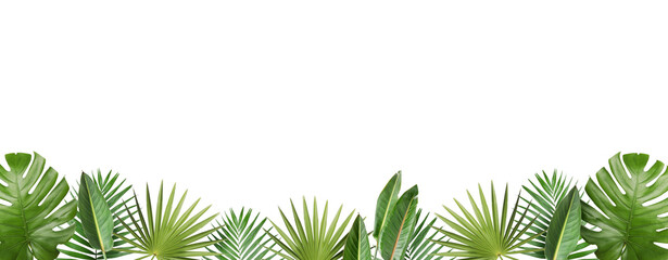 Bright tropical leaves against white background. Banner design © New Africa