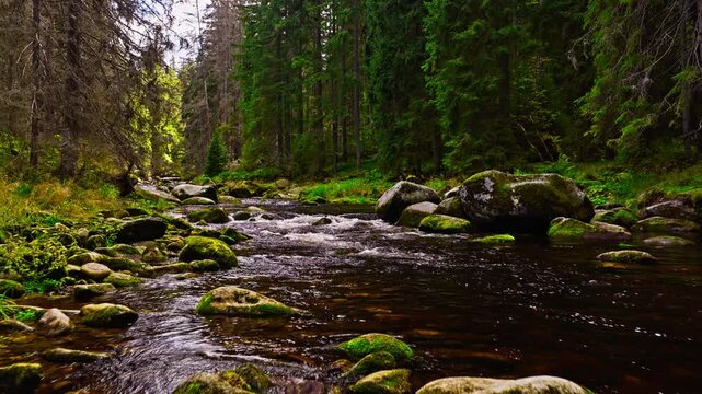 Low aerial forward flight over a pristine mountain stream flowing through a lush coniferous forest, featuring moss-covered rocks, clear water and authentic natural sounds of rushing water.
