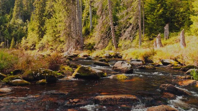 Low aerial flight above a clear mountain stream winding through a dense coniferous forest in a beautiful autumn atmosphere, with moss-covered boulders, flowing water and authentic natural sounds.