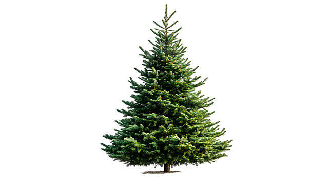 Full green fir tree with a conical shape and a single trunk on a white background with trunk stands transparent celebration decoration evergreen