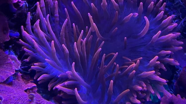 Bubble tip anemone Entacmaea quadricolor in reef aquaria, Indo Pacific marine life, biology, zoology and research study.