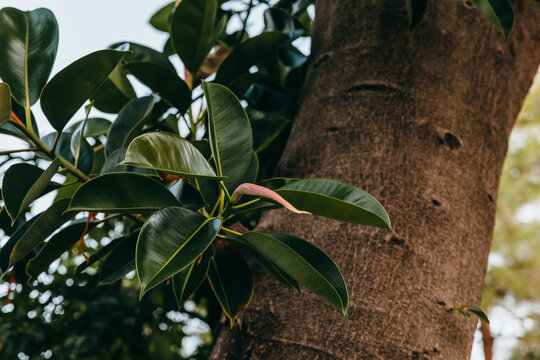 Densely growing dark green glossy rubber plant leaves in nature. Botanical foliage, lush tropical greenery, natural background, organic pattern, fresh growth, indoor garden.