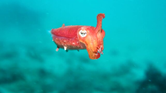 Red cuttlefish swimming underwater above a coral reef