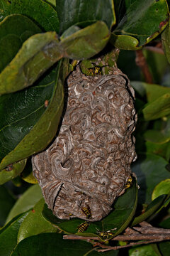 Yellowjacket entering nest from bottom of structure, San Francisco Peninsula, California 