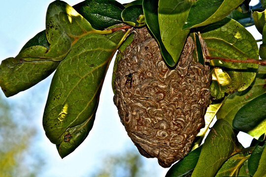 Yellowjacket paper nests feature a distinctive exterior with swirling patterns of gray, brown, and tan depending on where they got tier building material 