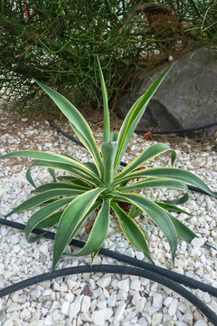 Agave americana variegata succulent, native Americas, growing with drip irrigation, used for garden landscaping and park design, robust plant. Real Photo