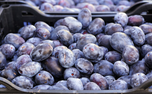 Fresh ripe purple plums in harvest crate