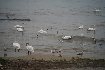 swans birds and seagulls in Black sea at Varna - BG © Miralem