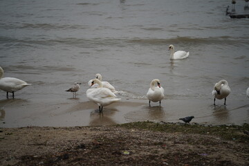 swans birds and seagulls in Black sea at Varna - BG © Miralem