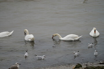 swans birds and seagulls in Black sea at Varna - BG © Miralem