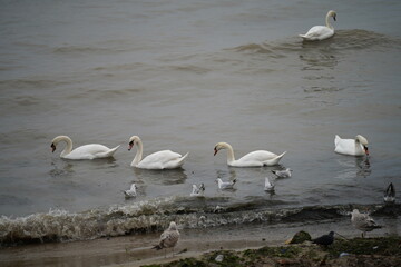 swans birds and seagulls in Black sea at Varna - BG © Miralem