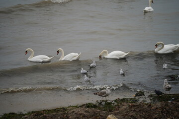 swans birds and seagulls in Black sea at Varna - BG © Miralem
