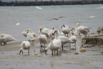 swans birds and seagulls in Black sea at Varna - BG © Miralem