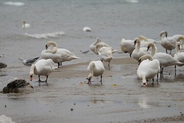 swans birds and seagulls in Black sea at Varna - BG © Miralem