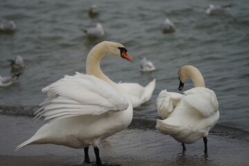 swans birds and seagulls in Black sea at Varna - BG © Miralem