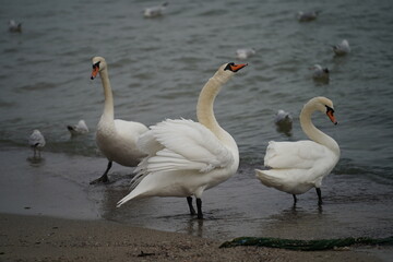 swans birds and seagulls in Black sea at Varna - BG © Miralem