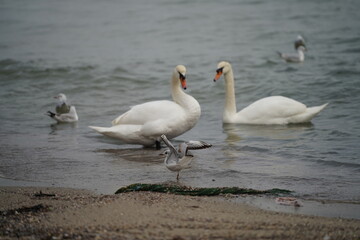 swans birds and seagulls in Black sea at Varna - BG © Miralem