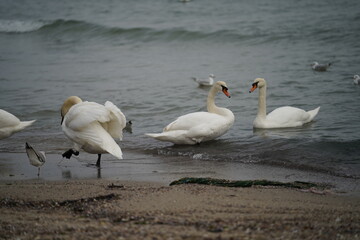 swans birds and seagulls in Black sea at Varna - BG © Miralem