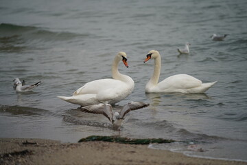 swans birds and seagulls in Black sea at Varna - BG © Miralem