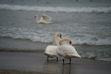 swans birds and seagulls in Black sea at Varna - BG © Miralem