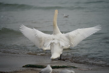swans birds and seagulls in Black sea at Varna - BG © Miralem