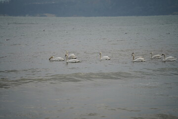 swans birds and seagulls in Black sea at Varna - BG © Miralem