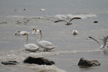 swans birds and seagulls in Black sea at Varna - BG © Miralem